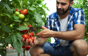 Here is what you should know about the recent innovations in organic farming